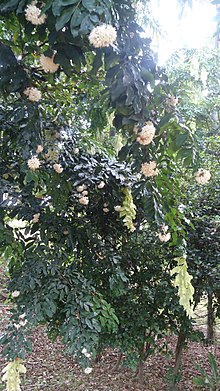 Pohon saputangan (Maniltoa grandiflora)
